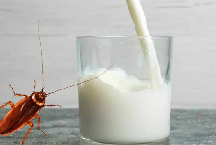 Tomar leche de cucaracha