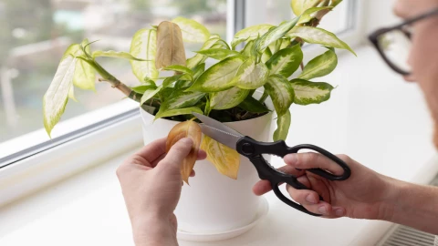 El truco sencillo que pocos conocen para revivir una planta marchita