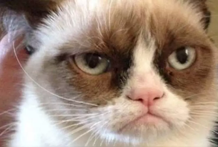 Día Internacional del Gato.