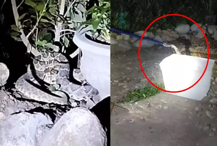 ¡De miedo! Serpiente de cascabel de casi dos metros atemoriza a familia