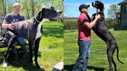 perro-mas-alto-kevin-record-guinness