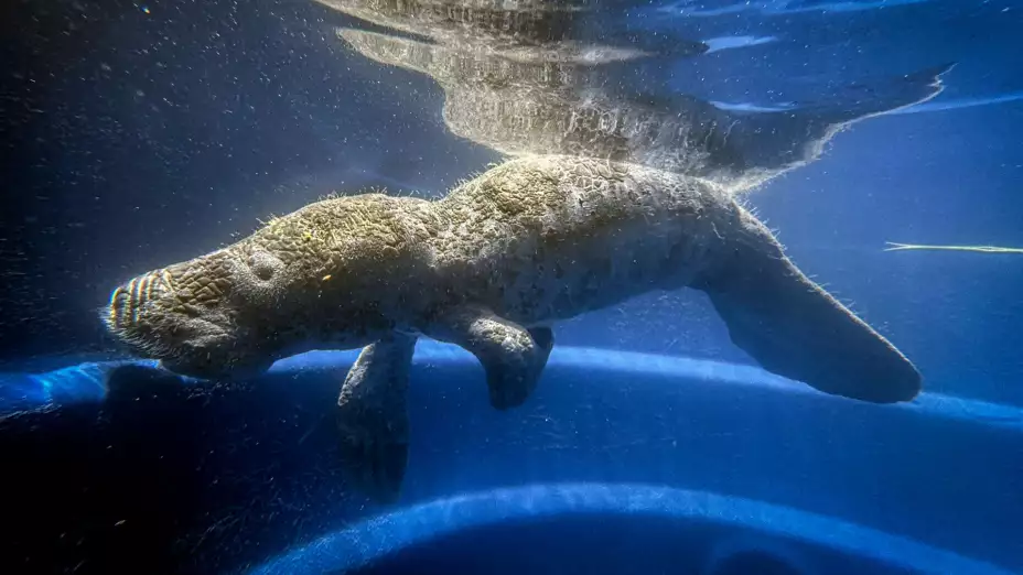 Coral, una manatí rescatada en las instalaciones del proyecto Bicho d’Agua en Castanhal, Brasil.
