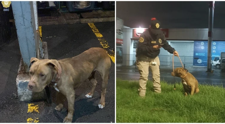 Redes sociales salvan a perrito en Iztapalapa: ¡Conoce su historia!