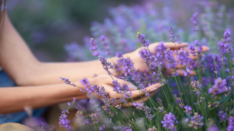Lavanda, una de las plantas simples de cuidar y de reproducir