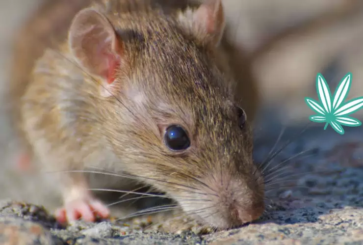 Ratas marihuanas