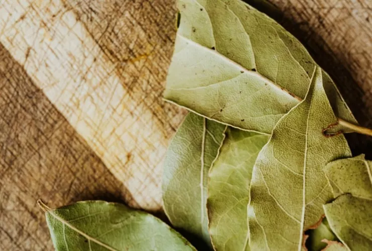 ¿Cómo usar el laurel para ahuyentar a los insectos de tu hogar?