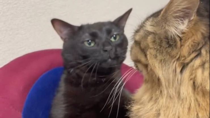 Este es el origen del meme Black Cat Zoned Out.jpg