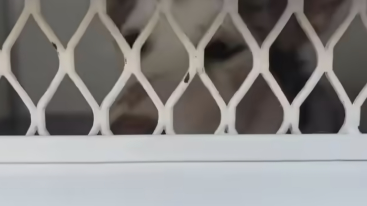 Husky violada