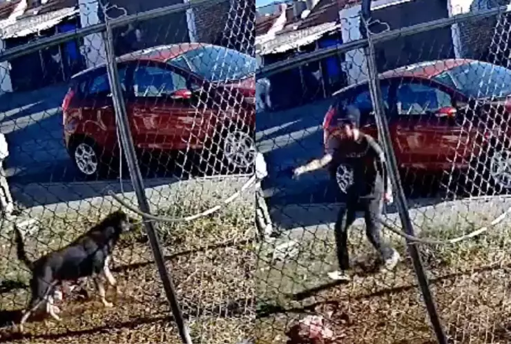 ¡Indignante! Niño de 12 años dispara en varias ocasiones a un perro porque le ladró