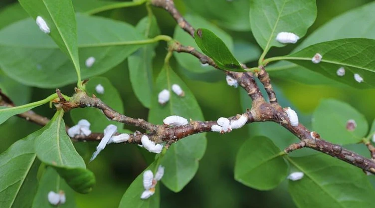 Solución definitiva con aceite de neem para erradicar la cochinilla algodonosa