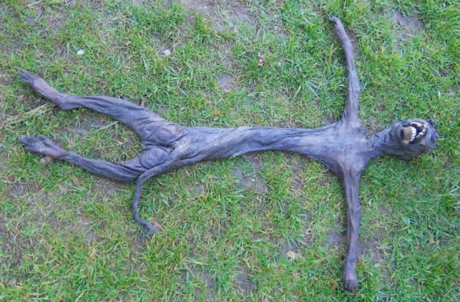 El cadáver del babuino bebé se encontraba deformado porque fue cargado por su madre por semanas, una vez muerto