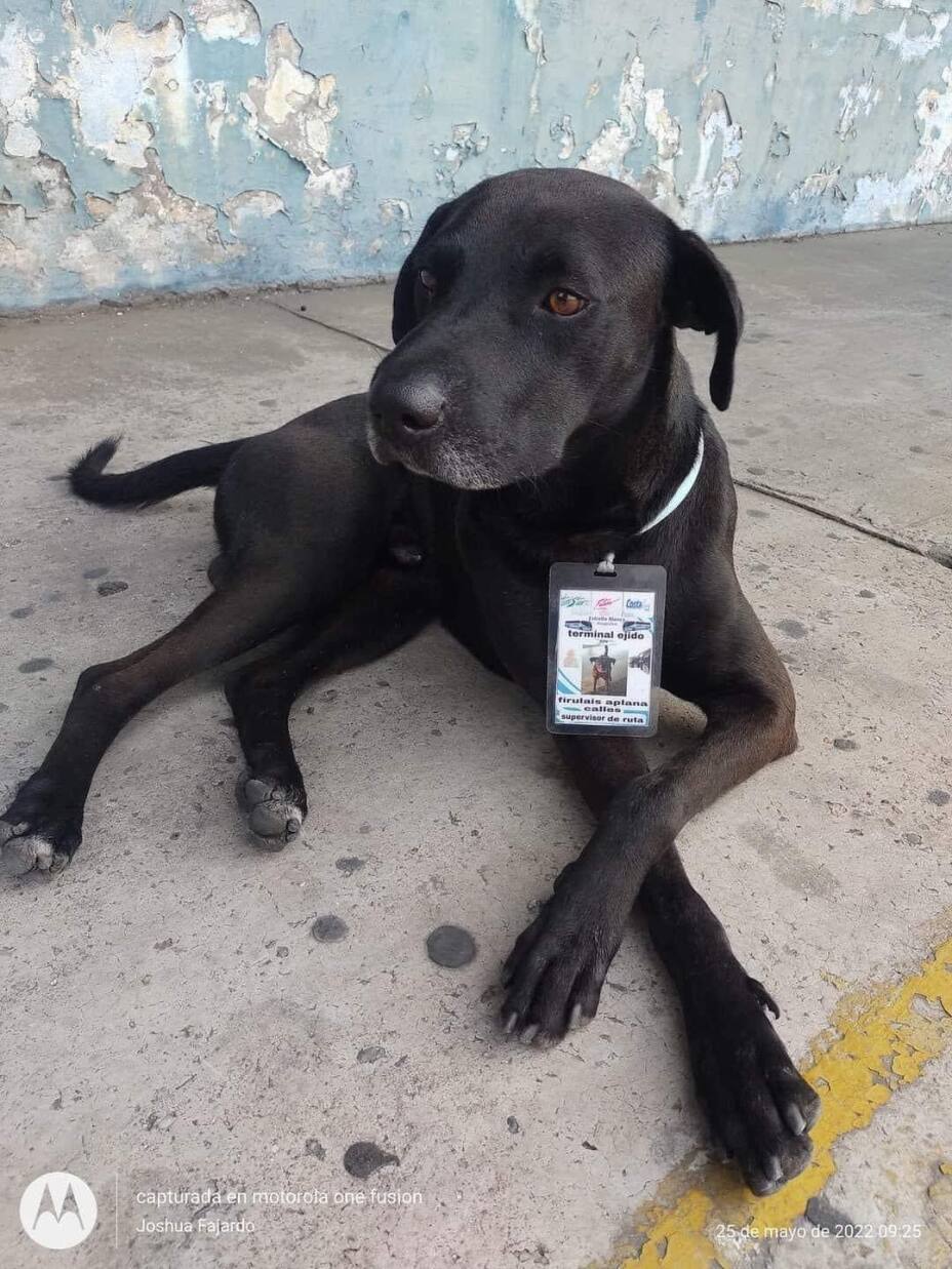 Perro trabaja en terminal autobuses.