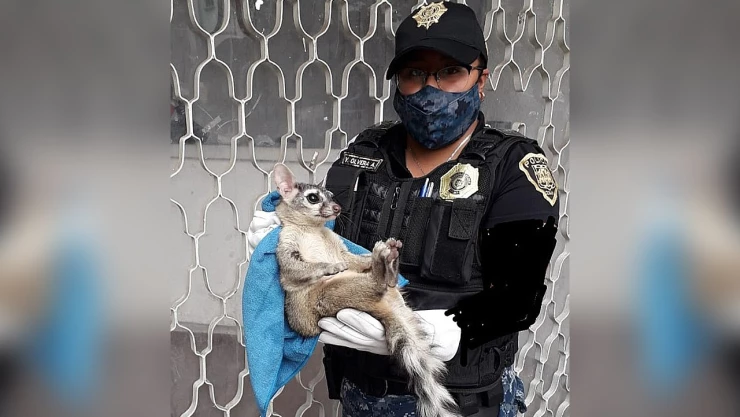 cacomixtle_policia_azcapotzalco