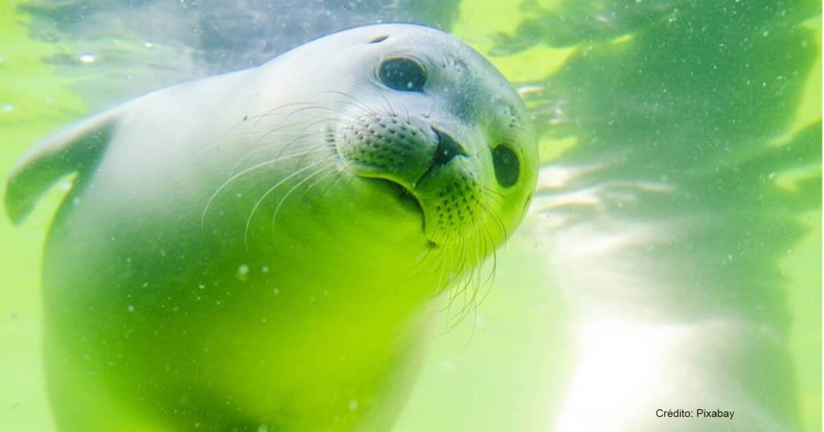 Video Turista Golpea A Un Leon Marino Bebe Dormido En Una Playa Y Lo Graba