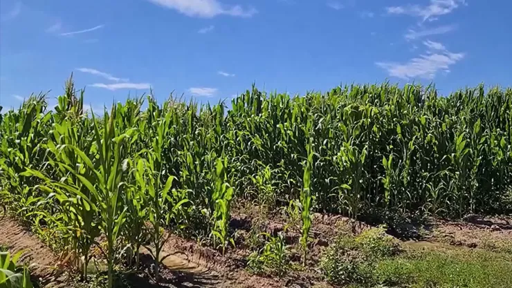 Siembra de maíz en Sinaloa