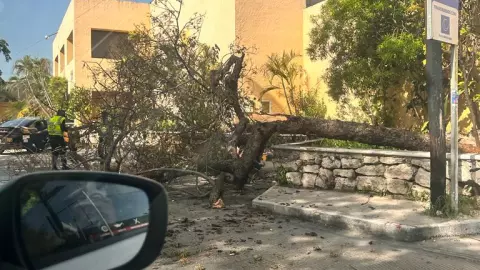 Reportan árbol caído sobre la calle 60 norte (FOTOS)