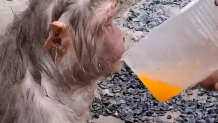 VIDEO_ Vecinos rescatan a MONO de morir por las altas temperaturas