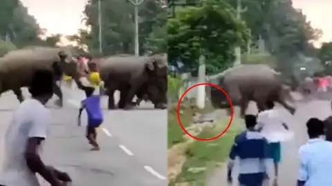 VIDEO: ¡Karma! Elefante aplastó a un hombre que lo estaba molestando