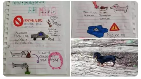 Niña deja manual a su tía para que cuide a su perro salchicha; se hace viral.jpg