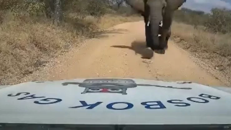 VIDEO: Empleado huye del ataque de un enorme elefante