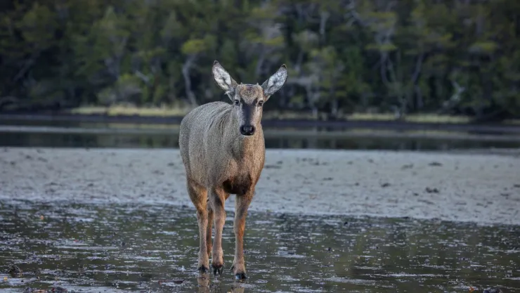 Huemul