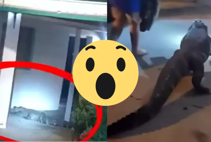 (VIDEO) Quería su ‘day pass’_ Caimán sorprende a turistas en un hotel de Virginia, EU.jpg