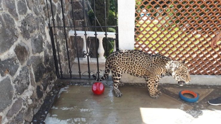Jaguar encadenado