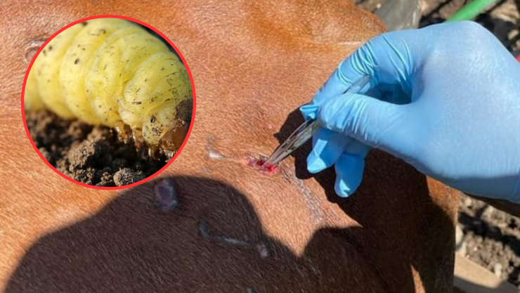 ¿Qué es el gusano barredor y por qué su propagación es alarmante?