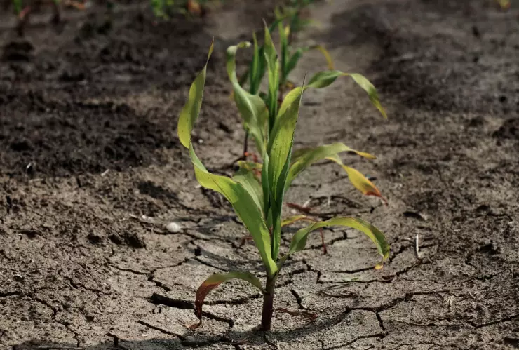 Sequía en México ¿Cuáles estados en México presentan sequía extrema de acuerdo a Conagua