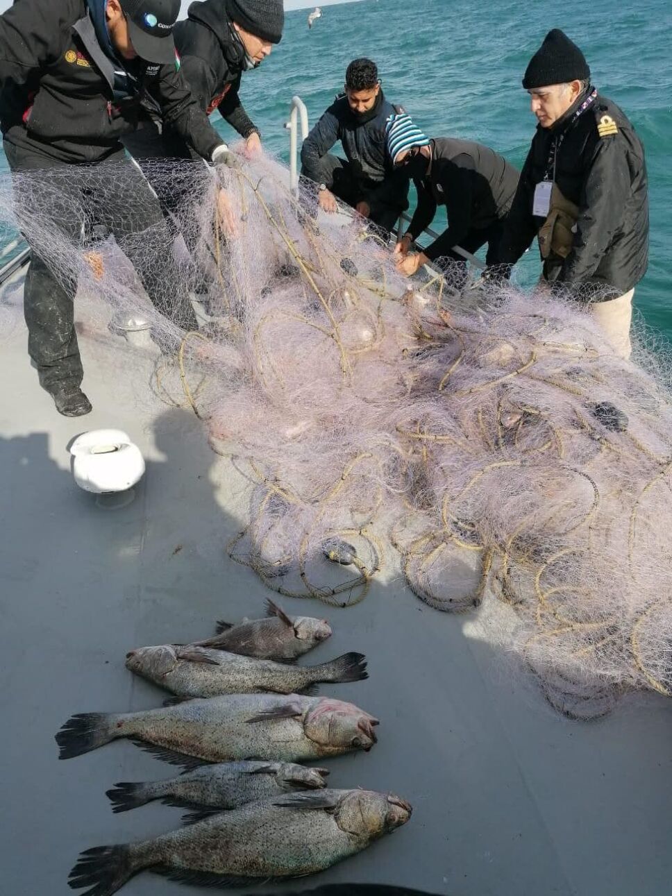 Semar libera 6 totoabas atrapadas en una red de pesca en Baja California