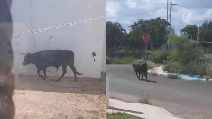 Reportan toro suelto en fraccionamiento de Kanasín_ FOTOS