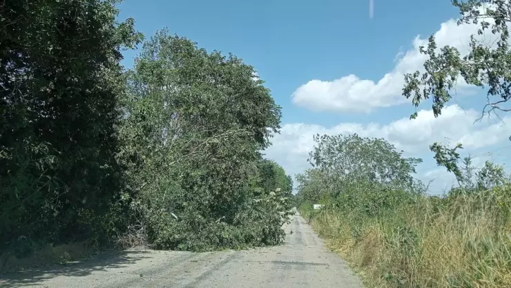 ¡Precaución! Fuertes vientos por frente frío 32 causan estragos en Yucatán