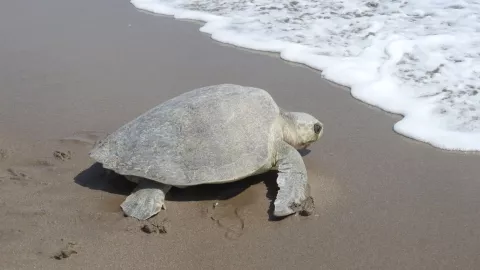 Tortuga marina en el Santuario Playa El Verde Camacho, de Mazatlán y San Ignacio, Sinaloa