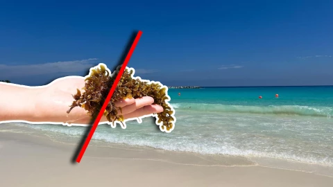 Estas son las playas sin sargazo en Quintana Roo HOY 27 de septiembre de 2025_ De Holbox, Cancún, Tulum a Xcalak.jpg