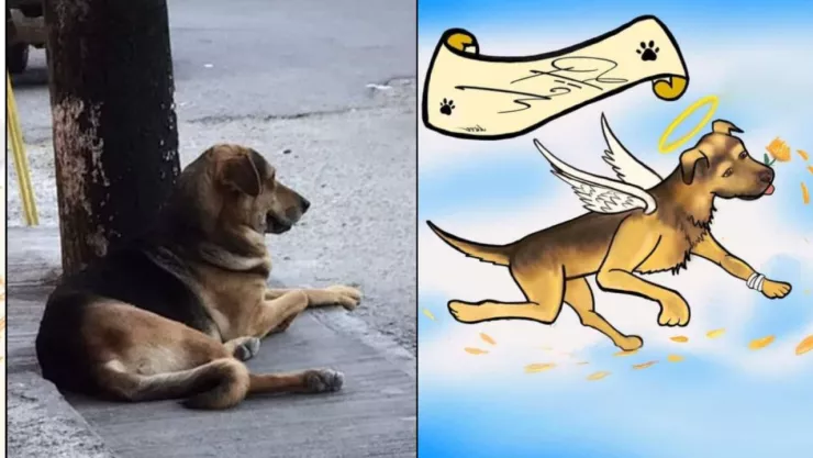 ¡Histórico! Sancionan por maltrato animal al agresor de “Stich”, en Guerrero