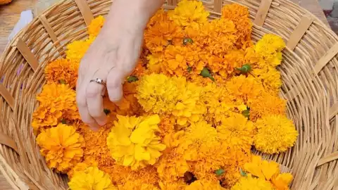 Flor de Cempasúchil