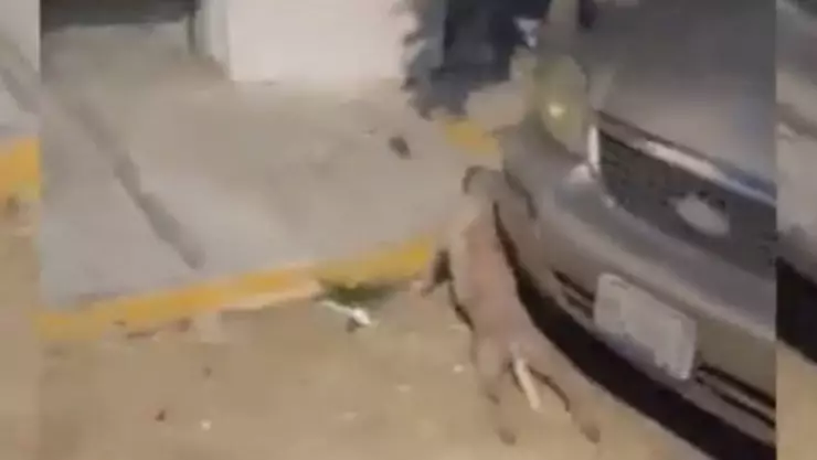 Le rompen las patas a perrito en Tulum; esto se sabe del caso hasta ahora (VIDEO)