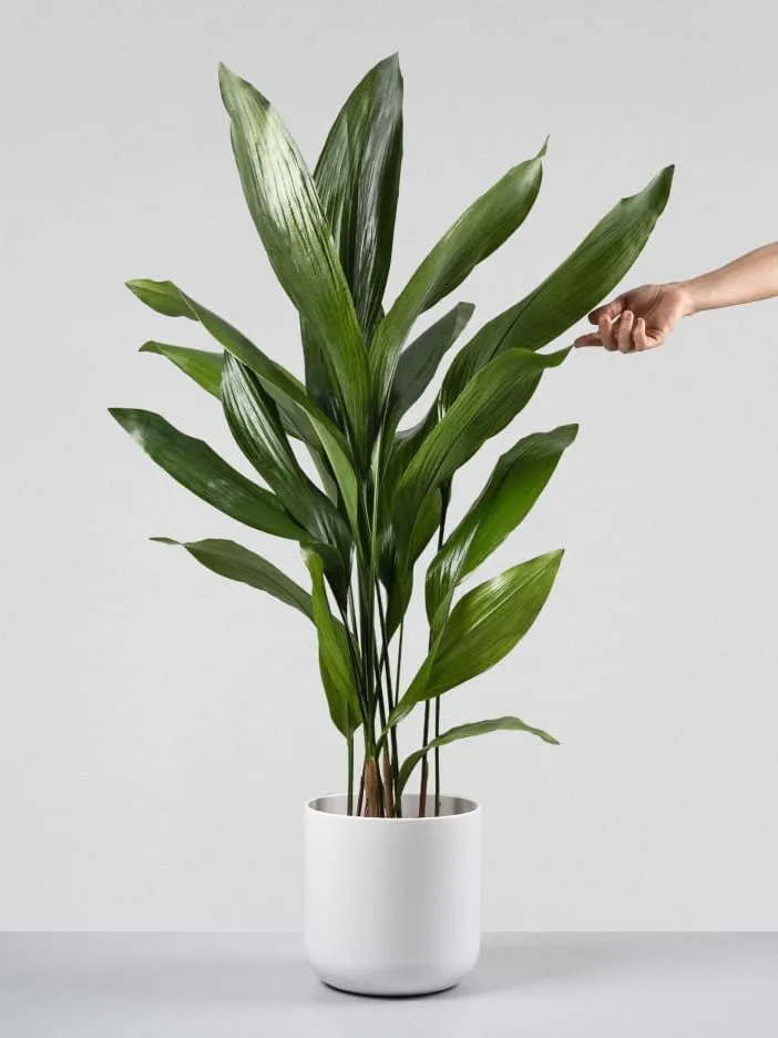 Plantas regarlas