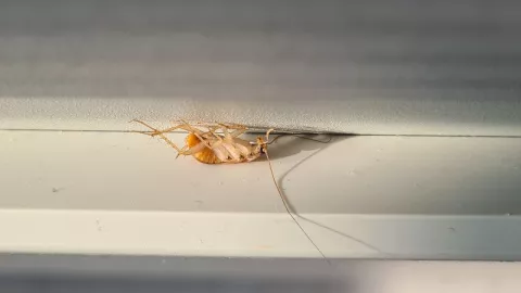 cucaracha aparentemente muerta porque está con las patas hacia arriba