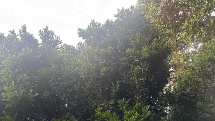 Clima hoy en Yucatán 4 de septiembre de 2024_ Estos municipios de Yucatán se verán afectados