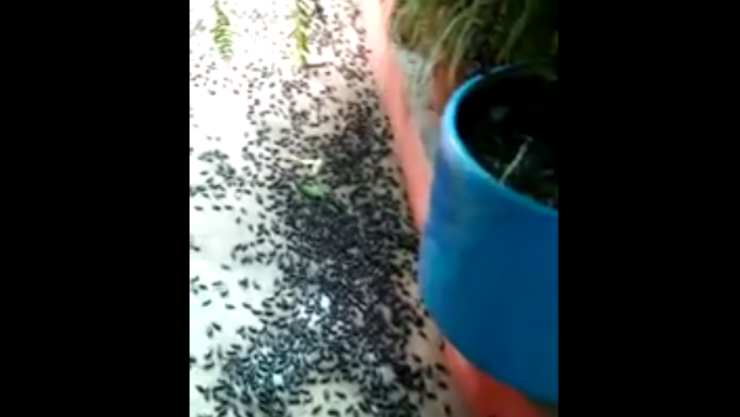 bichos-miones-sinaloa.jpg
