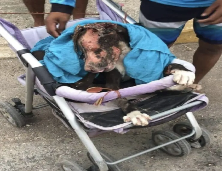 Perrito Valentín fue quemado por comerse un huevo.jpg