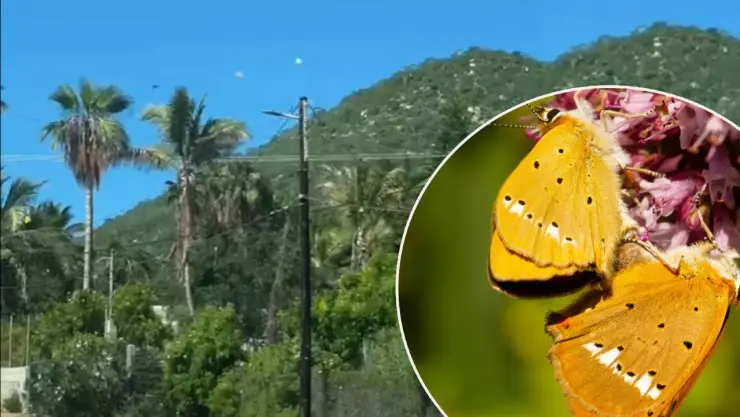 Mariposas amarillas BCS