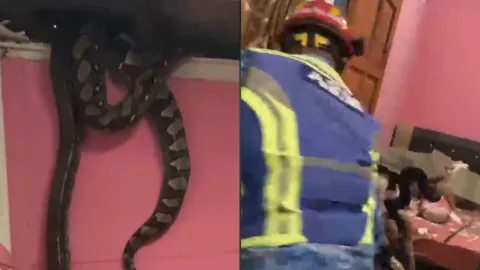VIDEO | Enormes serpientes en el techo de una casa ponen en riesgo a una familia