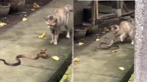 VIDEO | Gato doméstico pelea pelea ferozmente contra una serpiente; ¿la curiosidad terminó con su vida?