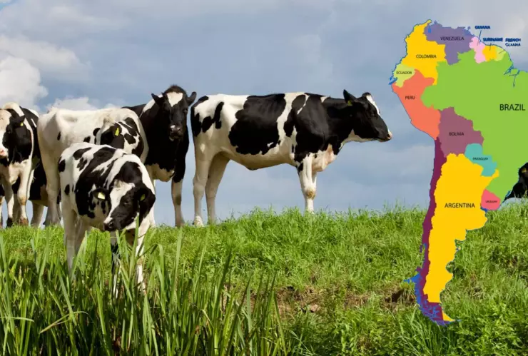 ¡IMPACTANTE! Este es el país de Sudamérica que tiene más vacas que habitantes