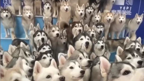 más-de-100-huskies-escapan-cafetería-en-china-ver-su-dueño-video-cuerpo