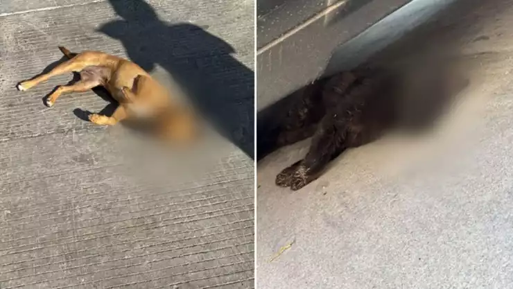 animales envenenados tianguismanalco