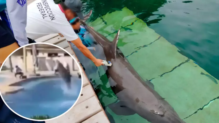 Investigan manejo de delfines en delfinario de un hotel en la Riviera Maya