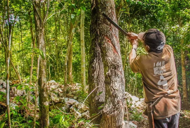 El chicle maya en Quintana Roo será reconocido